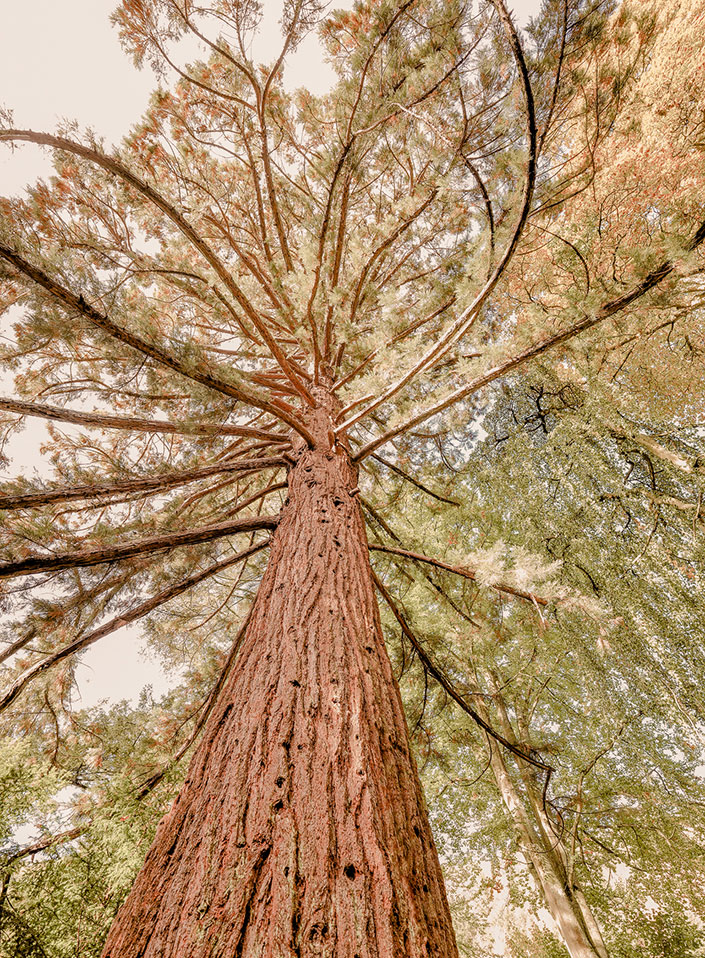 Baum des Lebens im Ayurveda Parkschlösschen